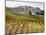 Italy, Tuscany. Colorful Vineyards in Fall in the Val Dorcia-Julie Eggers-Mounted Photographic Print