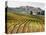 Italy, Tuscany. Colorful Vineyards in Fall in the Val Dorcia-Julie Eggers-Stretched Canvas