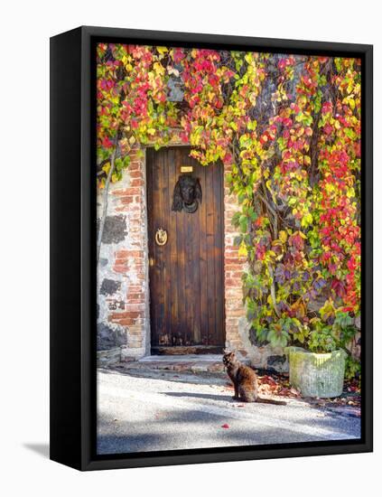 Italy, Tuscany, Contignano. a Wooden Door Surrounded by Fall and Cat-Julie Eggers-Framed Stretched Canvas