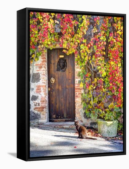 Italy, Tuscany, Contignano. a Wooden Door Surrounded by Fall and Cat-Julie Eggers-Framed Stretched Canvas