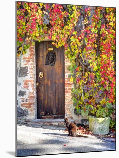 Italy, Tuscany, Contignano. a Wooden Door Surrounded by Fall and Cat-Julie Eggers-Mounted Premium Photographic Print