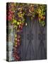 Italy, Tuscany, Contignano. Door Surrounded by Fall Colored Ivy-Julie Eggers-Stretched Canvas