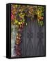 Italy, Tuscany, Contignano. Door Surrounded by Fall Colored Ivy-Julie Eggers-Framed Stretched Canvas