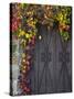 Italy, Tuscany, Contignano. Door Surrounded by Fall Colored Ivy-Julie Eggers-Stretched Canvas