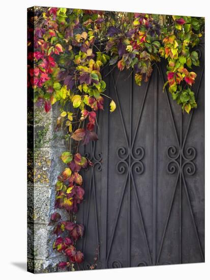 Italy, Tuscany, Contignano. Door Surrounded by Fall Colored Ivy-Julie Eggers-Stretched Canvas