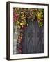 Italy, Tuscany, Contignano. Door Surrounded by Fall Colored Ivy-Julie Eggers-Framed Premium Photographic Print