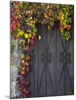 Italy, Tuscany, Contignano. Door Surrounded by Fall Colored Ivy-Julie Eggers-Mounted Premium Photographic Print