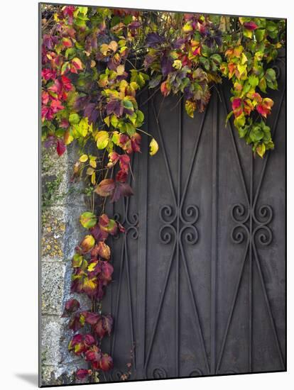 Italy, Tuscany, Contignano. Door Surrounded by Fall Colored Ivy-Julie Eggers-Mounted Premium Photographic Print