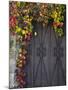 Italy, Tuscany, Contignano. Door Surrounded by Fall Colored Ivy-Julie Eggers-Mounted Premium Photographic Print