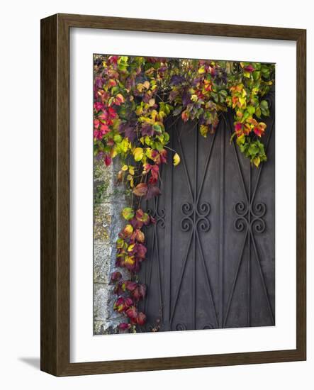 Italy, Tuscany, Contignano. Door Surrounded by Fall Colored Ivy-Julie Eggers-Framed Photographic Print