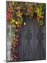 Italy, Tuscany, Contignano. Door Surrounded by Fall Colored Ivy-Julie Eggers-Mounted Photographic Print