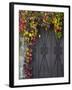 Italy, Tuscany, Contignano. Door Surrounded by Fall Colored Ivy-Julie Eggers-Framed Photographic Print