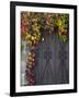 Italy, Tuscany, Contignano. Door Surrounded by Fall Colored Ivy-Julie Eggers-Framed Photographic Print