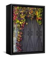 Italy, Tuscany, Contignano. Door Surrounded by Fall Colored Ivy-Julie Eggers-Framed Stretched Canvas