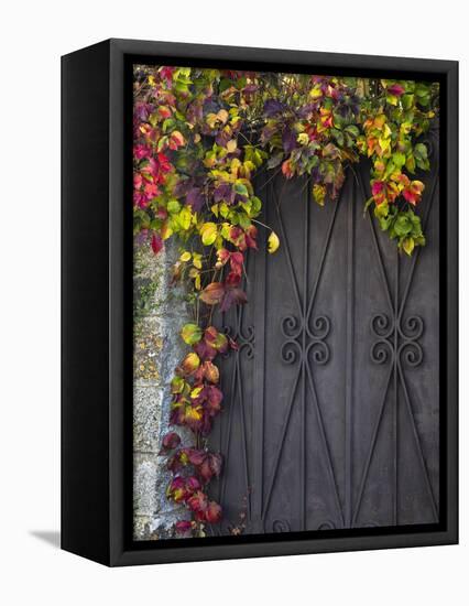 Italy, Tuscany, Contignano. Door Surrounded by Fall Colored Ivy-Julie Eggers-Framed Stretched Canvas