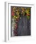 Italy, Tuscany, Contignano. Door Surrounded by Fall Colored Ivy-Julie Eggers-Framed Photographic Print