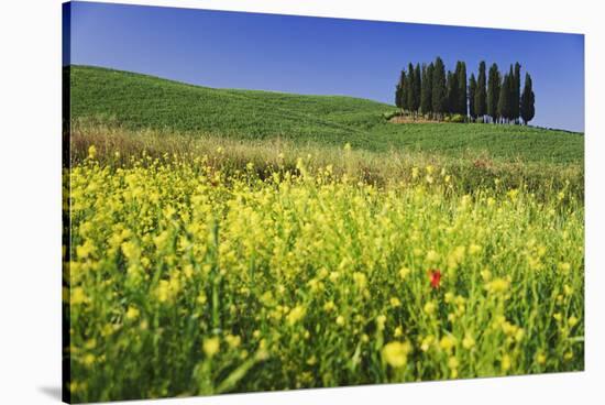 Italy, Tuscany. Cypress trees and wildflowers on hill.-Jaynes Gallery-Stretched Canvas