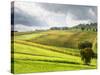 Italy, Tuscany. Farm House and Vineyard in the Chianti Region-Julie Eggers-Stretched Canvas