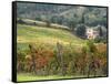Italy, Tuscany. Farm House and Vineyard in the Chianti Region-Julie Eggers-Framed Stretched Canvas