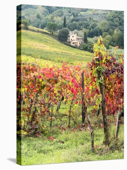 Italy, Tuscany. Farm House and Vineyard in the Chianti Region-Julie Eggers-Stretched Canvas