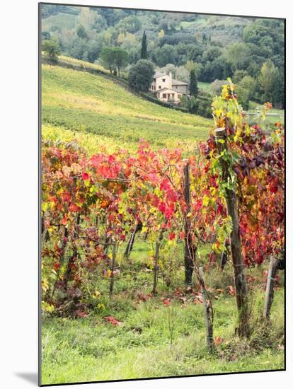 Italy, Tuscany. Farm House and Vineyard in the Chianti Region-Julie Eggers-Mounted Premium Photographic Print