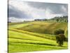 Italy, Tuscany. Farm House and Vineyard in the Chianti Region-Julie Eggers-Stretched Canvas