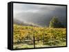 Italy, Tuscany. Fog Surrounding a Vineyard in the Chianti Region-Julie Eggers-Framed Stretched Canvas