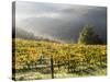 Italy, Tuscany. Fog Surrounding a Vineyard in the Chianti Region-Julie Eggers-Stretched Canvas