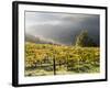 Italy, Tuscany. Fog Surrounding a Vineyard in the Chianti Region-Julie Eggers-Framed Photographic Print