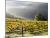 Italy, Tuscany. Fog Surrounding a Vineyard in the Chianti Region-Julie Eggers-Mounted Photographic Print