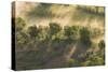 Italy, Tuscany, Fog Wafts Through Trees Below Montalcino-Brenda Tharp-Stretched Canvas