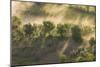 Italy, Tuscany, Fog Wafts Through Trees Below Montalcino-Brenda Tharp-Mounted Photographic Print