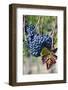 Italy, Tuscany. Grapes on the vine in a vineyard in Tuscany.-Julie Eggers-Framed Photographic Print