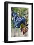 Italy, Tuscany. Grapes on the vine in a vineyard in Tuscany.-Julie Eggers-Framed Photographic Print