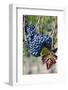 Italy, Tuscany. Grapes on the vine in a vineyard in Tuscany.-Julie Eggers-Framed Photographic Print