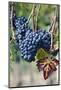 Italy, Tuscany. Grapes on the vine in a vineyard in Tuscany.-Julie Eggers-Mounted Photographic Print