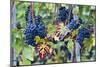 Italy, Tuscany. Grapes on the vine in a vineyard in Tuscany.-Julie Eggers-Mounted Photographic Print