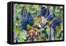 Italy, Tuscany. Grapes on the vine in a vineyard in Tuscany.-Julie Eggers-Framed Stretched Canvas