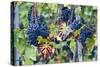 Italy, Tuscany. Grapes on the vine in a vineyard in Tuscany.-Julie Eggers-Stretched Canvas