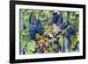 Italy, Tuscany. Grapes on the vine in a vineyard in Tuscany.-Julie Eggers-Framed Photographic Print