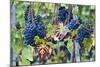 Italy, Tuscany. Grapes on the vine in a vineyard in Tuscany.-Julie Eggers-Mounted Photographic Print