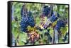 Italy, Tuscany. Grapes on the vine in a vineyard in Tuscany.-Julie Eggers-Framed Stretched Canvas