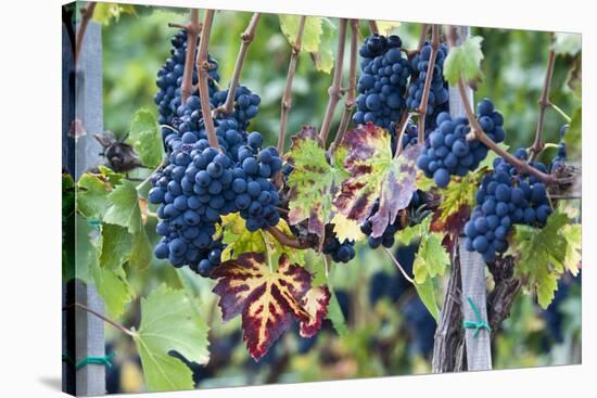 Italy, Tuscany. Grapes on the vine in a vineyard in Tuscany.-Julie Eggers-Stretched Canvas