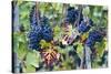 Italy, Tuscany. Grapes on the vine in a vineyard in Tuscany.-Julie Eggers-Stretched Canvas