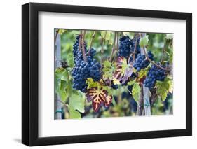 Italy, Tuscany. Grapes on the vine in a vineyard in Tuscany.-Julie Eggers-Framed Photographic Print