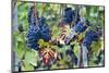 Italy, Tuscany. Grapes on the vine in a vineyard in Tuscany.-Julie Eggers-Mounted Photographic Print