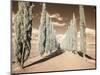 Italy, Tuscany. Infrared image of long row of cypress in Tuscany.-Terry Eggers-Mounted Photographic Print