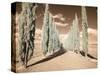 Italy, Tuscany. Infrared image of long row of cypress in Tuscany.-Terry Eggers-Stretched Canvas