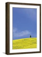 Italy, Tuscany. Lone cypress tree on flower-covered hillside-Jaynes Gallery-Framed Photographic Print