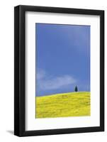 Italy, Tuscany. Lone cypress tree on flower-covered hillside-Jaynes Gallery-Framed Photographic Print